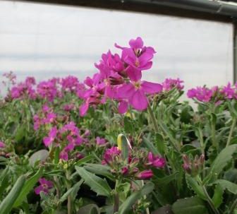 ARABIS