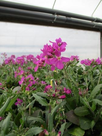 Arabis flowers