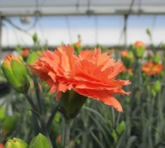 CARNATIONS
