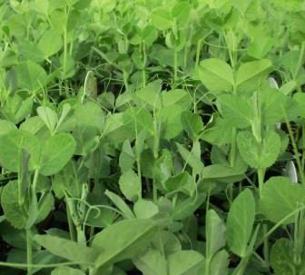 HERBS