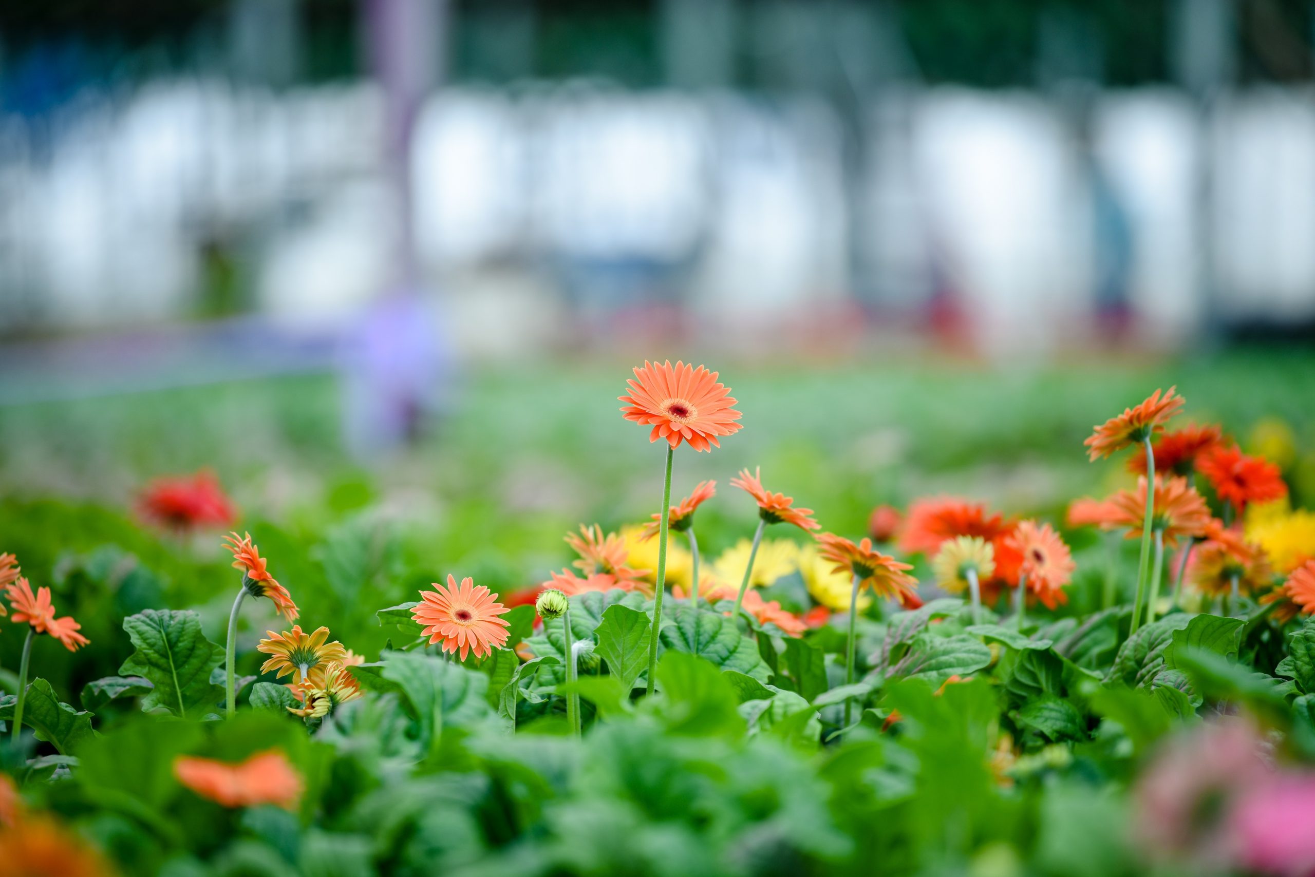Nursery operations at Iwasaki Bros