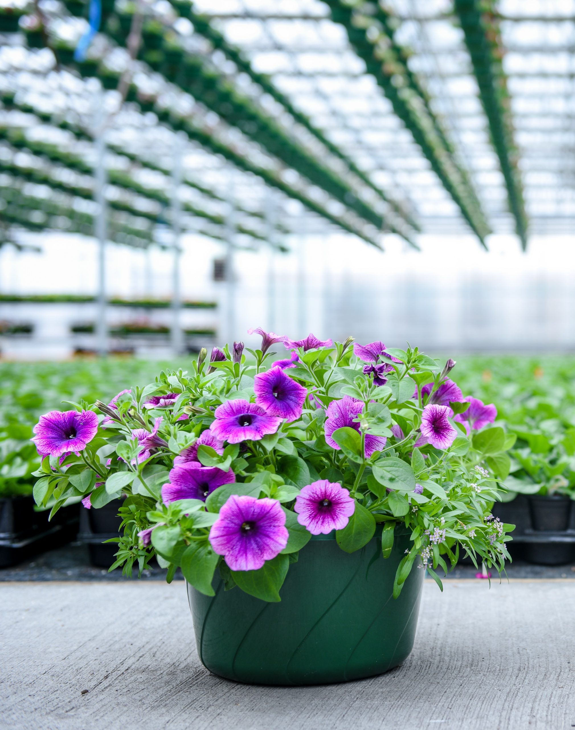 Iwasaki Bros nursery plants