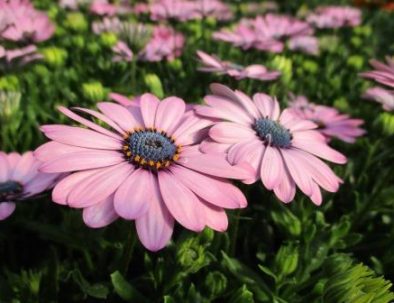 OSTEOSPERMUM