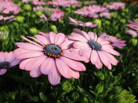 Osteospermum flowers