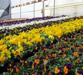PANSY