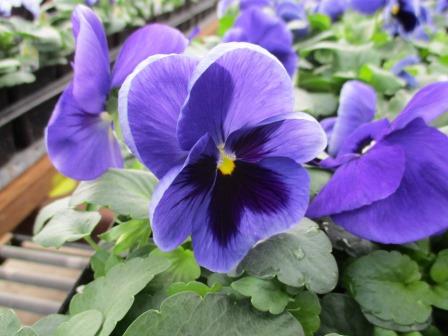Pansy display