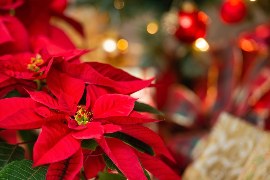 Holiday Fundraisers and Wholesale Greenery by Iwasaki Bros Inc
