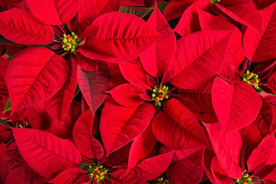 Holiday poinsettias Hillsboro Oregon