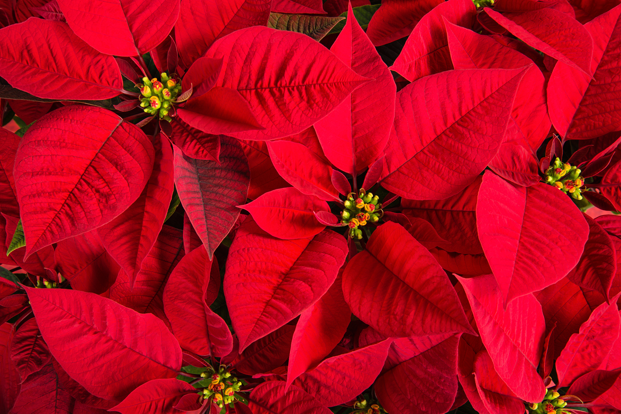 Holiday poinsettias Hillsboro Oregon