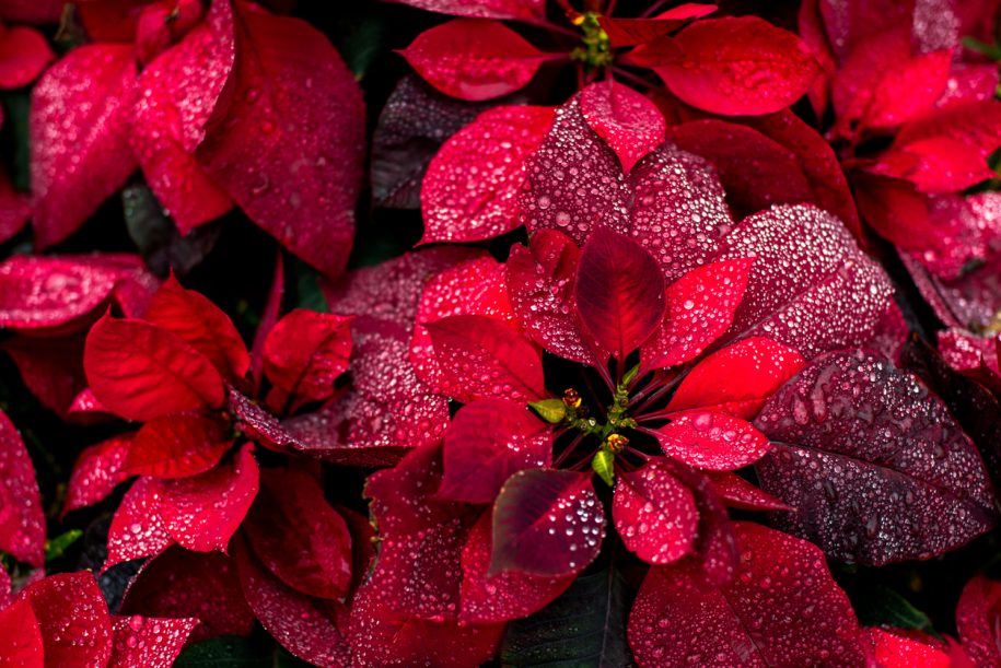 growing poinsettias successfully