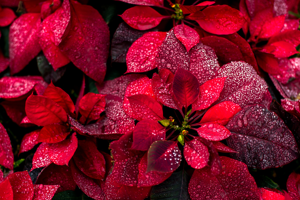 growing poinsettias successfully