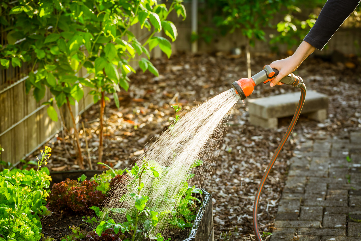 Efficient Plant Watering Techniques