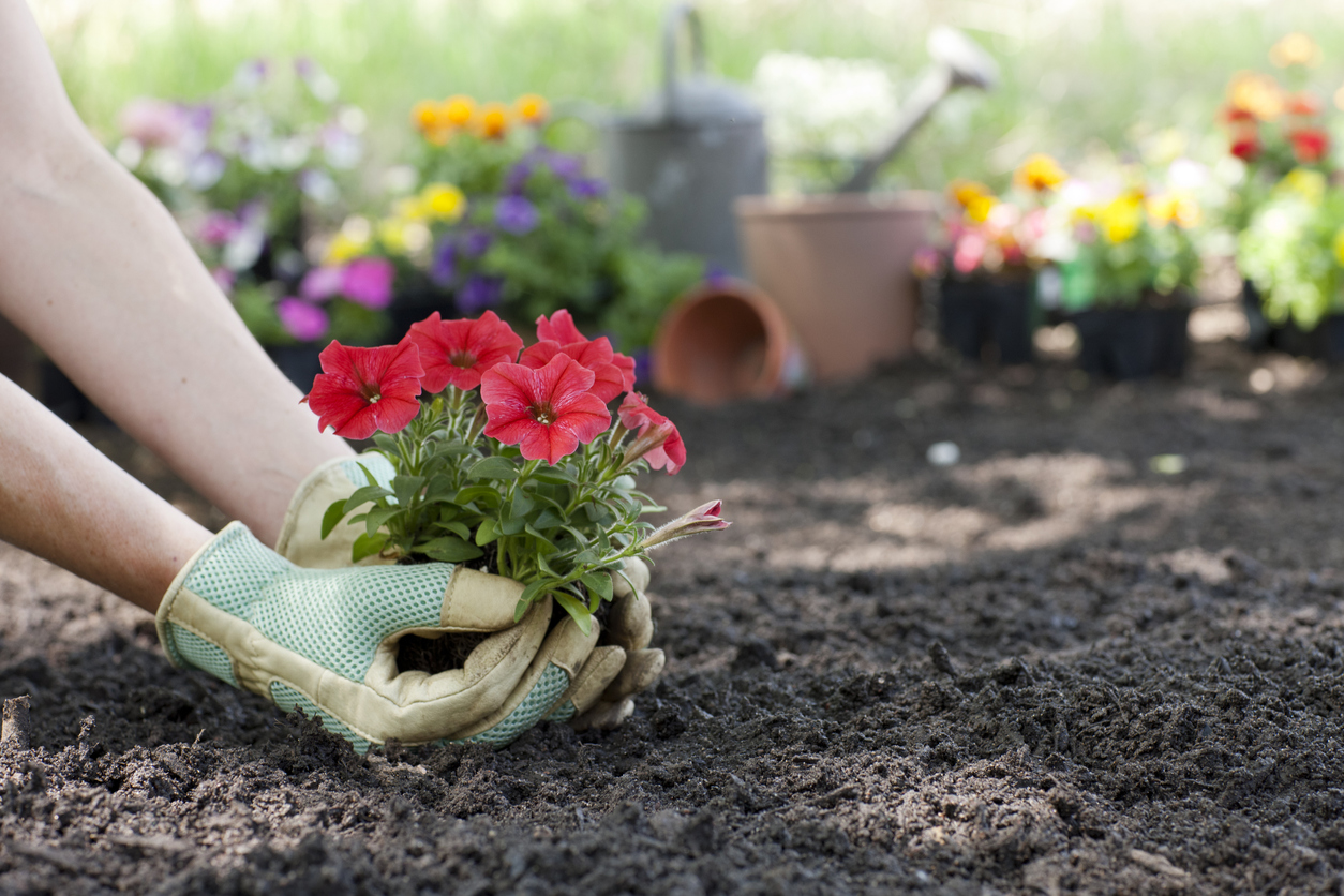 Gardening Soil Guide: Tips for Beginners