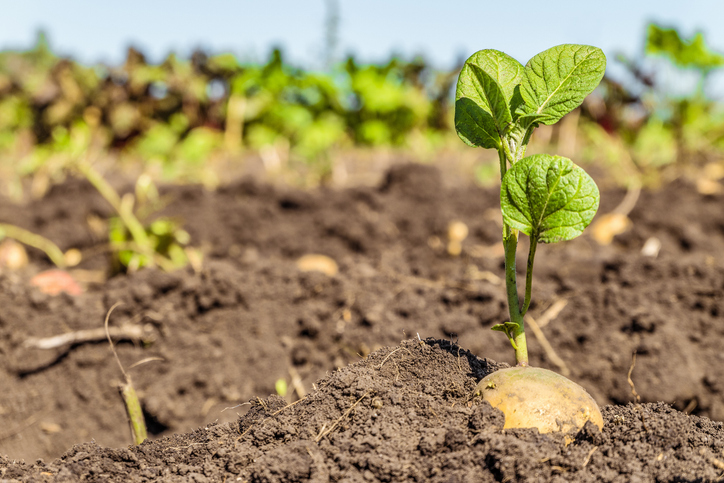 Potato plants growing in a raised garden bed